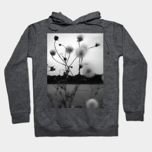 White dandelions pappus in black and white photography Hoodie